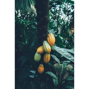 Organic Papaya Plant